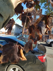 Acer platanoides
