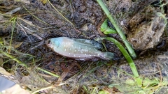 Austrolebias bellottii