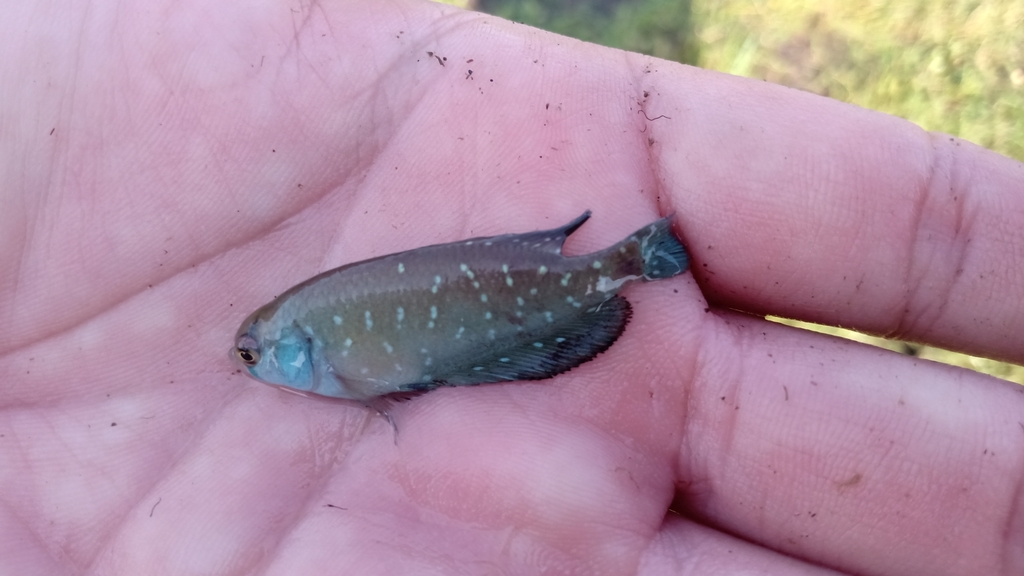 Killi perle d'Argentine (Austrolebias bellottii) (Austrolebias bellottii)