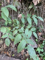 Magnoliopsida