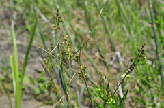 Juncus dudleyi