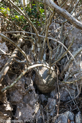 Pachypodium decaryi image