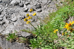 Gaillardia aristata