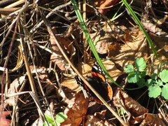 Vanessa atalanta atalanta