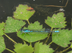 Paracercion hieroglyphicum