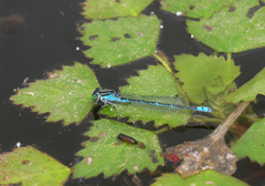 Paracercion hieroglyphicum