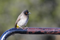 Pycnonotus nigricans