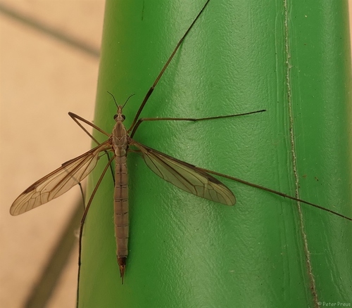 European crane fly