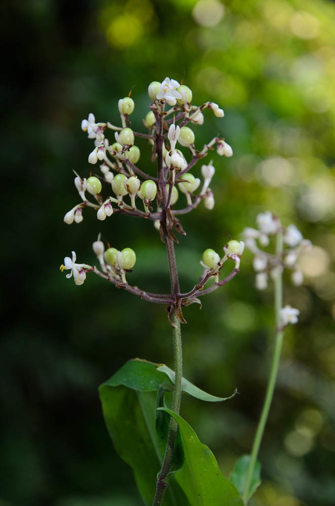 Pollia secundiflora (Pollia secundiflora)