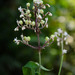 Pollia secundiflora - Photo (c) Johannes Lundberg,  זכויות יוצרים חלקיות (CC BY-NC-SA)