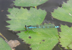 Paracercion v-nigrum