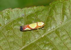 Erythrogonia vaccoma