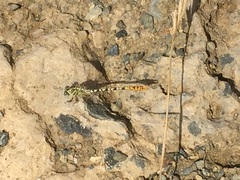 Onychogomphus flexuosus