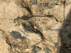 Onychogomphus flexuosus