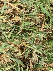 Platycnemis dealbata