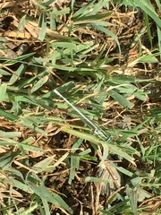 Platycnemis dealbata