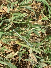 Platycnemis dealbata