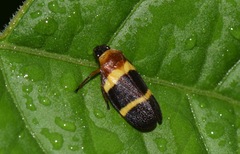 Sphenorhina