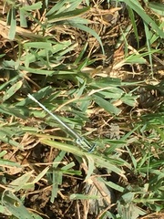 Platycnemis dealbata