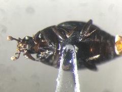 Gnathoncus barbatus