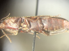 Ampedus melsheimeri