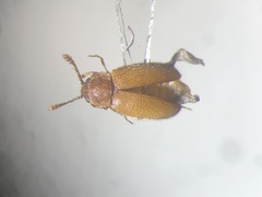 Cryptophagus subfumatus