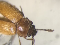 Cryptophagus subfumatus