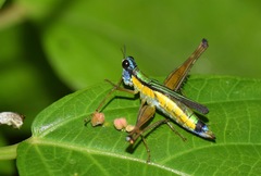Eumastax