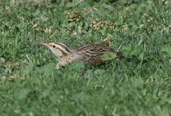 Sturnella magna lilianae