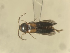 Ampedus areolatus