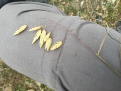Bromus briziformis