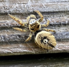 Phidippus arizonensis