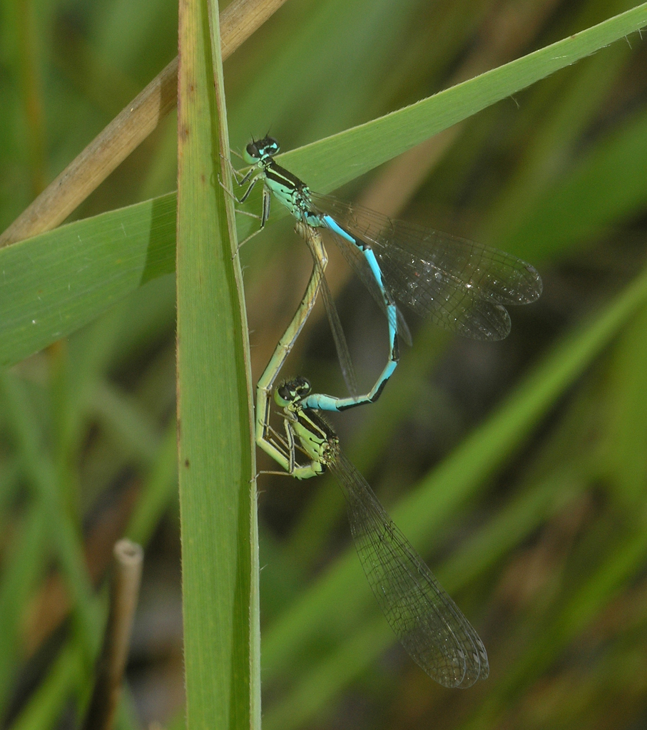 Coenagrion ecornutum