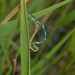 Coenagrion ecornutum - Photo (c) Oleg Kosterin, some rights reserved (CC BY), uploaded by Oleg Kosterin