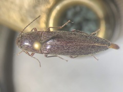 Melanotus hyslopi