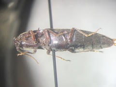 Melanotus hyslopi