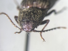 Melanotus hyslopi
