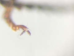 Melanotus hyslopi