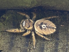 Phidippus arizonensis