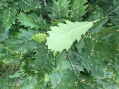 Quercus macranthera