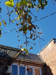 Malus baccata