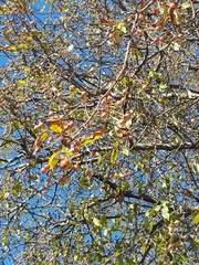Malus baccata