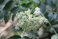 Sambucus australis