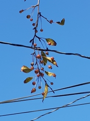 Malus baccata