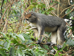 Cercopithecus neglectus