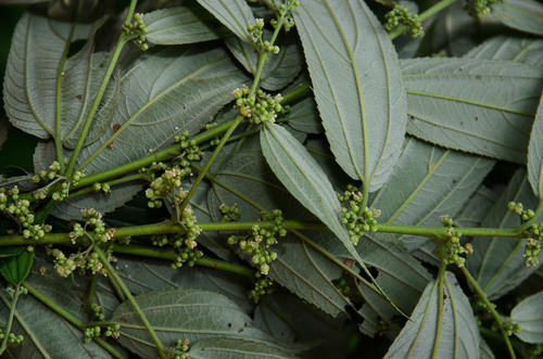 Trema angustifolium