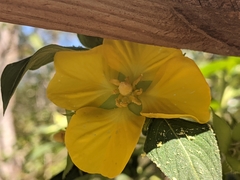 Ludwigia peruviana image