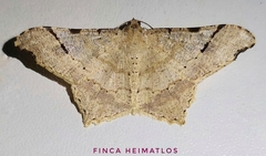 Macaria achetata
