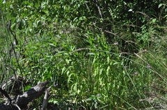 Physostegia ledinghamii