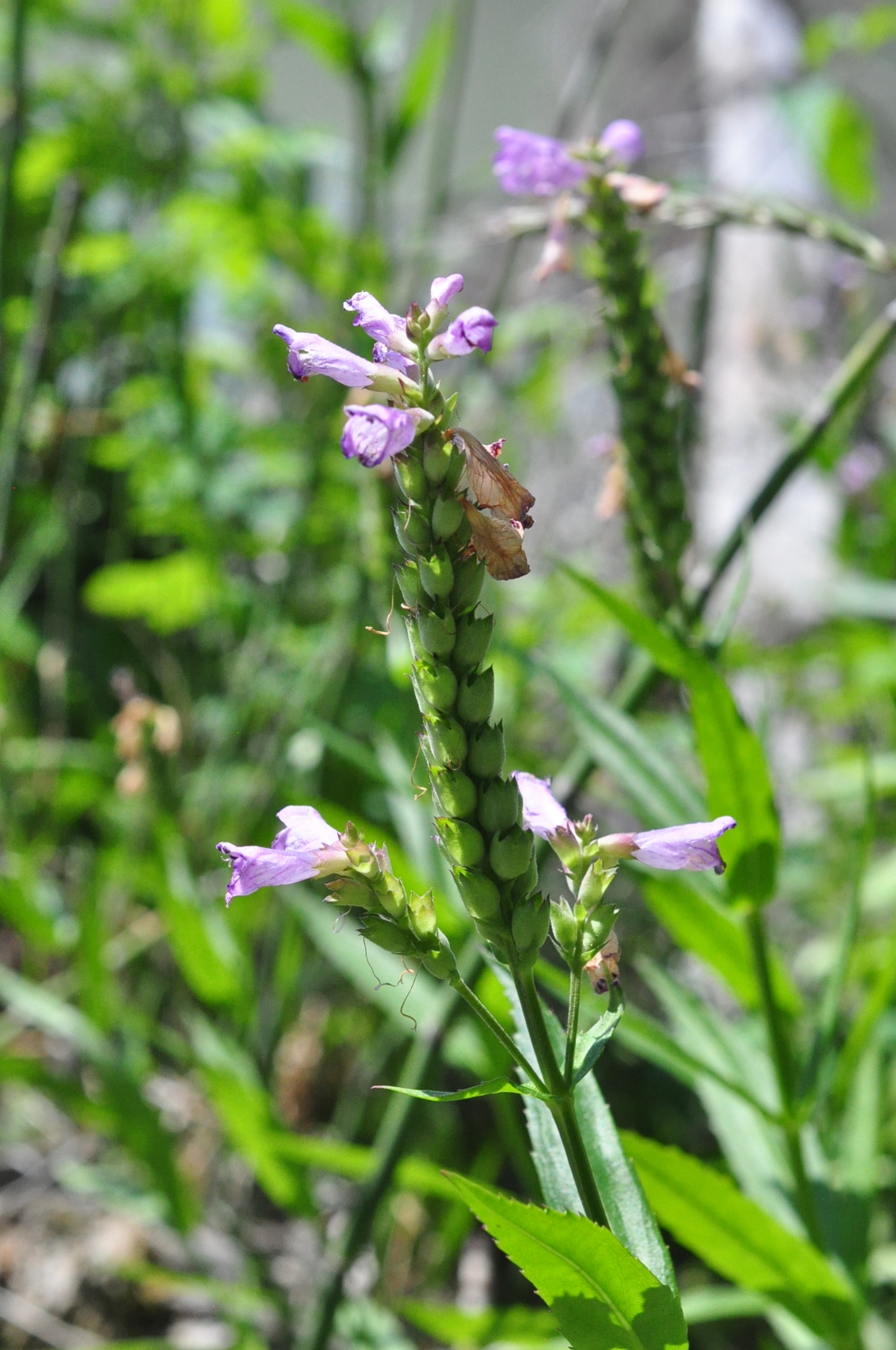 Physostegia ledinghamii